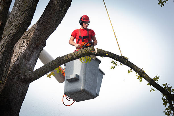 Mulching Services in Westlake Village, CA