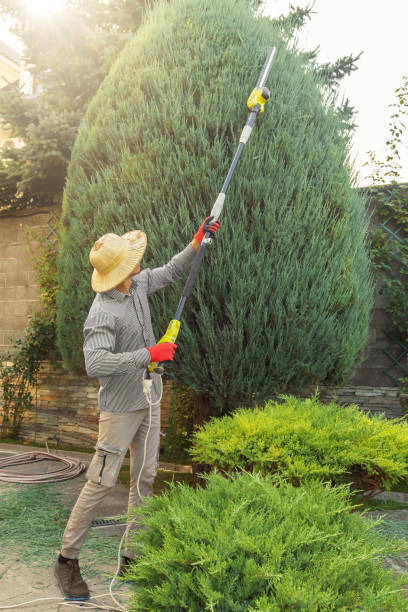 Reliable Westlake Village, CA  Tree Services Solutions