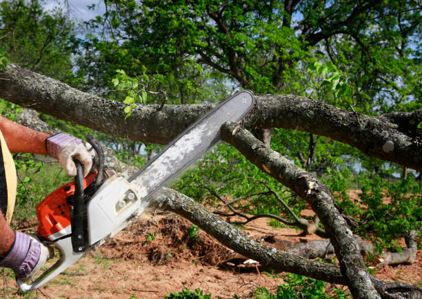 Why Choose Our Tree Removal Services in Westlake Village, CA?